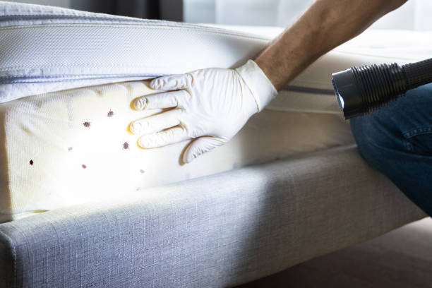 Best Emergency Pest Control  in River Road, NC